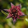 Mochna bahenní (Potentilla palustris)