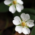 Mochna bílá (Potentilla alba)