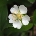 Mochna bílá (Potentilla alba)