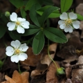 Mochna bílá (Potentilla alba)