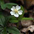Mochna bílá (Potentilla alba)