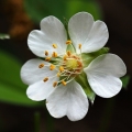 Mochna bílá (Potentilla alba)