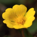 Mochna písečná (Potentilla arenaria)