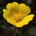 Mochna písečná (Potentilla arenaria)