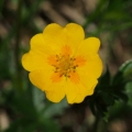 Mochna zlatá (Potentilla aurea)