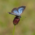 Modrásek bahenní (Maculinea nausithous)