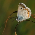 Modrásek černolemý (Plebejus argus)