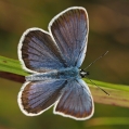 Modrásek černolemý (Plebejus argus)