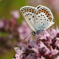 Modrásek černolemý (Plebejus argus)