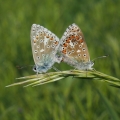 Modrásek jetelový (Polyommatus bellargus)