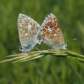 Modrásek jetelový (Polyommatus bellargus)