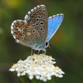 Modrásek jetelový (Polyommatus bellargus)
