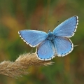 Modrásek jetelový (Polyommatus bellargus)