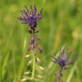 Modřenec chocholatý (Muscari comosum)
