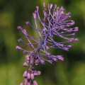 Modřenec chocholatý (Muscari comosum)