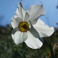 Narcis bílý (Narcissus poeticus)