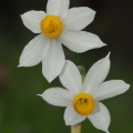 Narcis (Narcissus)