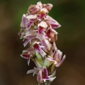 Neotinea plamatá (Neotinea maculata)