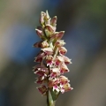 Neotinea plamatá (Neotinea maculata)