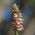 Neotinea plamatá (Neotinea maculata)