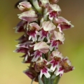 Neotinea plamatá (Neotinea maculata)