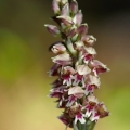 Neotinea plamatá (Neotinea maculata)