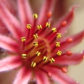 Netřesk střešní (Sempervivum tectorum)