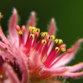 Netřesk střešní (Sempervivum tectorum)