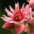Netřesk střešní (Sempervivum tectorum)