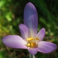 Ocún podzimní (Colchicum autumnale)