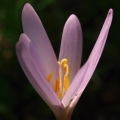 Ocún podzimní (Colchicum autumnale)