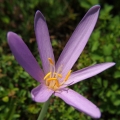 Ocún podzimní (Colchicum autumnale)