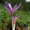 Ocún podzimní (Colchicum autumnale)