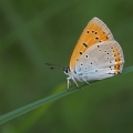 Ohniváček černočárný (Lycaena dispar)