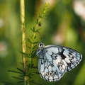 Okáč bojínkový (Melanargia galathea)