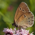 Okáč prosíčkový (Aphantopus hyperantus)