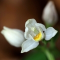 Okrotice bílá (Cephalanthera damasonium)