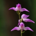 Okrotice červená (Cephalanthera rubra)