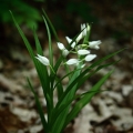 Okrotice dlouholistá (Cephalanthera...