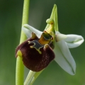 Ophrys oreas