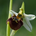 Ophrys oreas