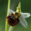 Ophrys oreas