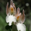 Orchis papilionacea (Vstavač motýlovitý)