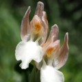 Orchis papilionacea (Vstavač motýlovitý)