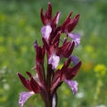 Orchis papilionacea (Vstavač motýlovitý)