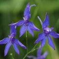 Ostrožka stračka (Consolida regalis)