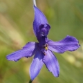Ostrožka stračka (Consolida regalis)