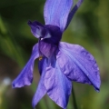 Ostrožka stračka (Consolida regalis)