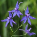 Ostrožka stračka (Consolida regalis)