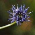 Pavinec horský (Jasione montana)